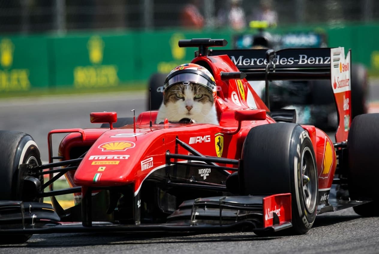 Pet as F1 Racer